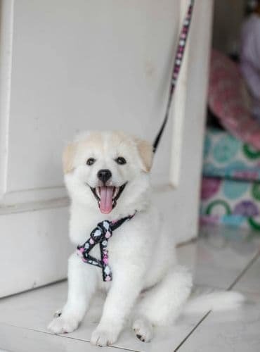 curso para cachorros